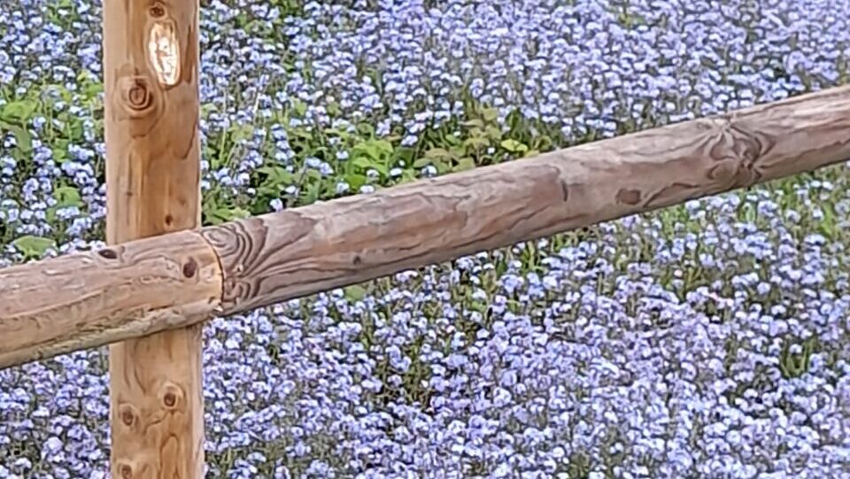 CARPET OF BLUE FLOWERS INSIDE THE FENCING OF ABK NATURE RESERVE